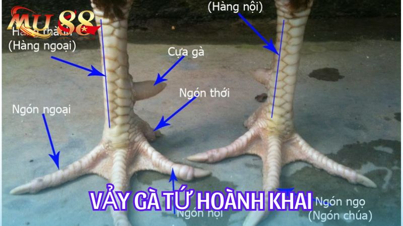 Vảy gà tứ hoành khai được săn lùng vì nó rất quý